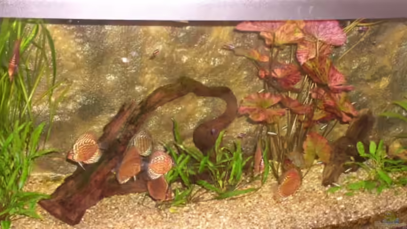 Aquarium Hauptansicht von Becken 3091 Aquarium Hauptansicht von Becken 3091