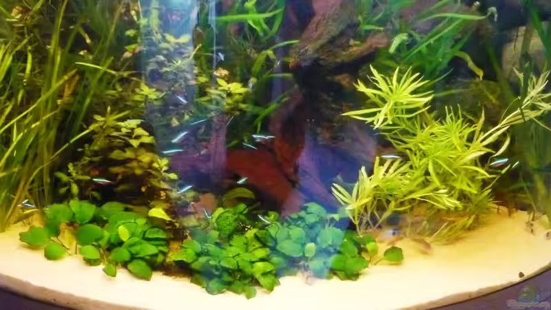 Aquarium Hauptansicht von Becken 3092 Aquarium Hauptansicht von Becken 3092