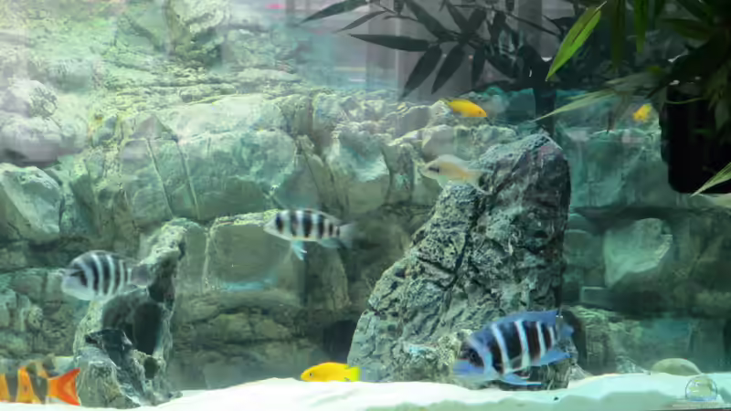 Aquarium Hauptansicht von Becken 30929 Aquarium Hauptansicht von Becken 30929