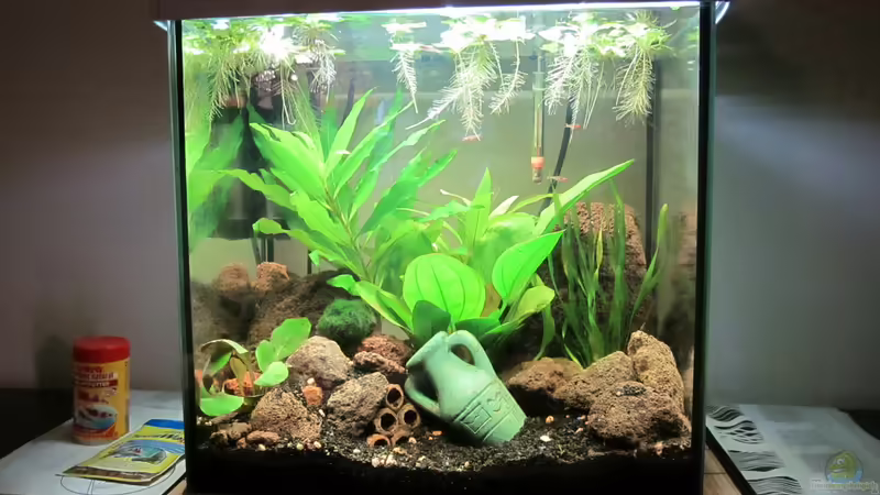 Aquarium Hauptansicht von Becken 30935 Aquarium Hauptansicht von Becken 30935