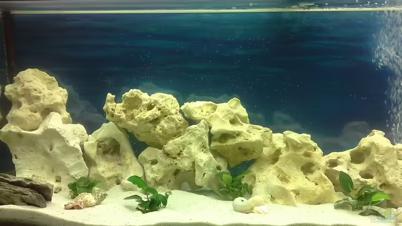 Aquarium Hauptansicht von Becken 30976 Aquarium Hauptansicht von Becken 30976