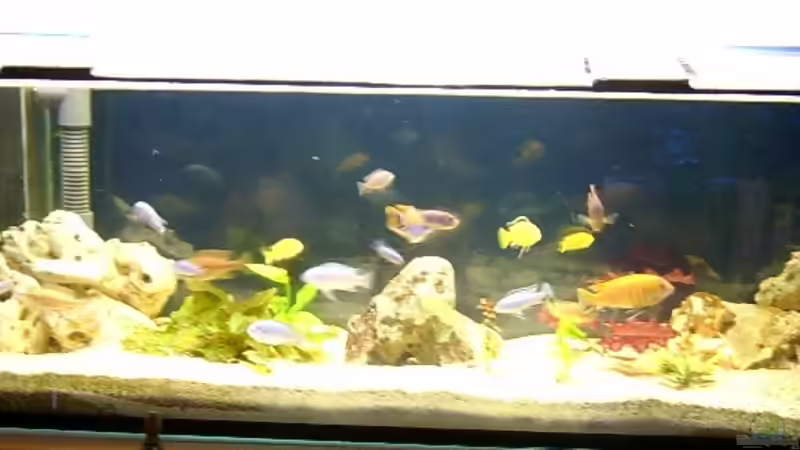 Aquarium Hauptansicht von Becken 310 Aquarium Hauptansicht von Becken 310