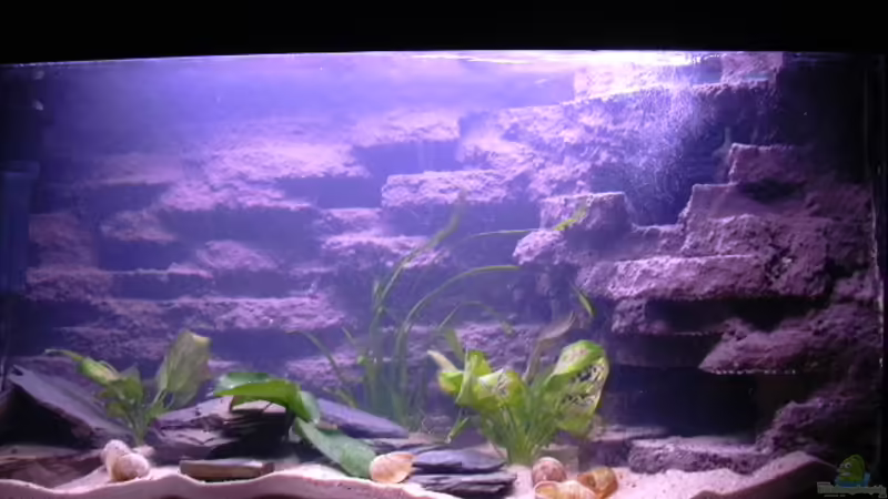 Aquarium Hauptansicht von Becken 3100 Aquarium Hauptansicht von Becken 3100