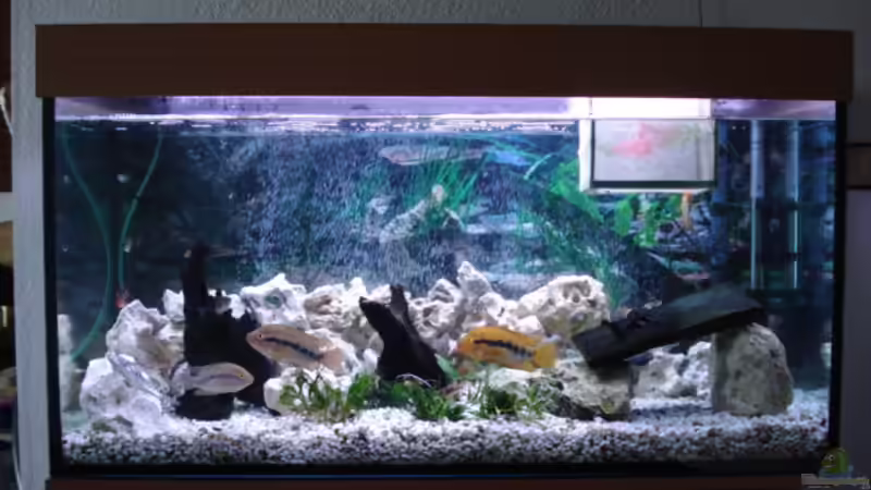 Aquarium Hauptansicht von Becken 3101 Aquarium Hauptansicht von Becken 3101