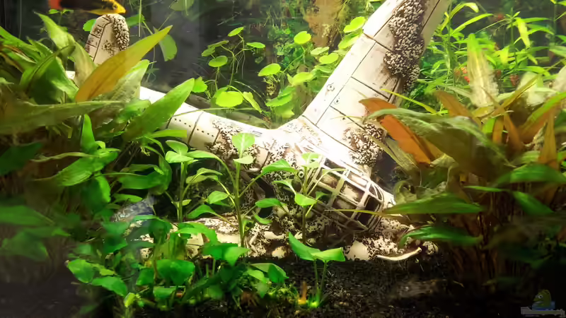 Aquarium Hauptansicht von Becken 31065 Aquarium Hauptansicht von Becken 31065