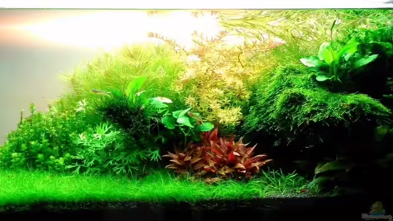 Aquarium Hauptansicht von Becken 31104 Aquarium Hauptansicht von Becken 31104