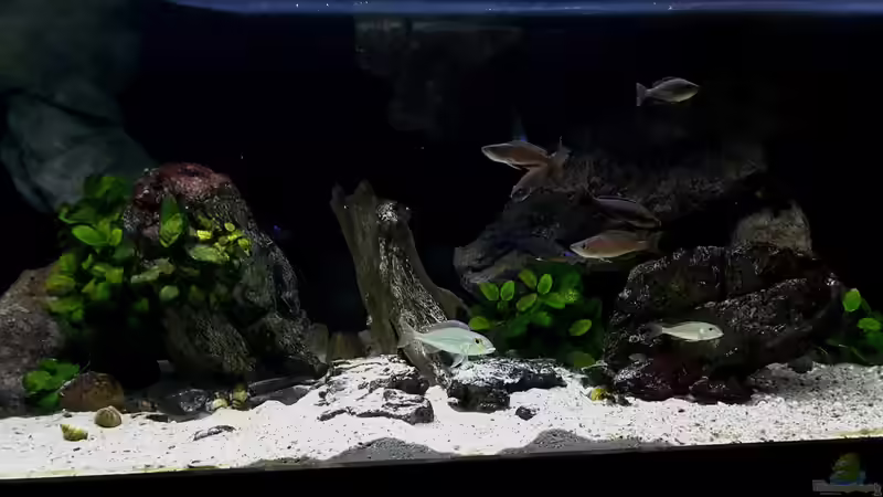 Aquarium Hauptansicht von Becken 31136 Aquarium Hauptansicht von Becken 31136