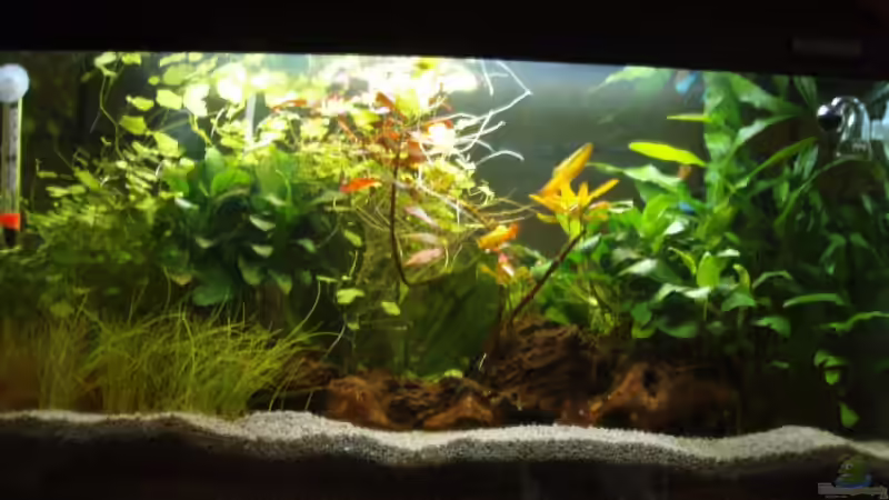 Aquarium Hauptansicht von Becken 3114 Aquarium Hauptansicht von Becken 3114