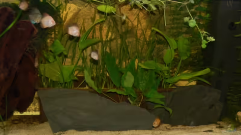 Aquarium Hauptansicht von Becken 3123 Aquarium Hauptansicht von Becken 3123