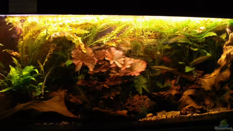 Aquarium Hauptansicht von Becken 3127 Aquarium Hauptansicht von Becken 3127