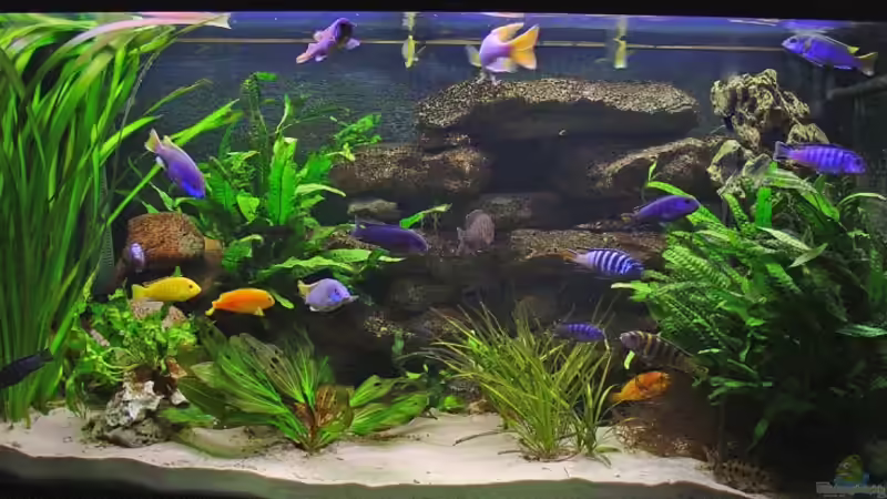 Aquarium Hauptansicht von Becken 313 Aquarium Hauptansicht von Becken 313