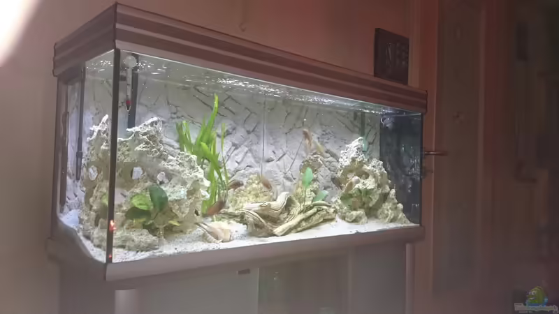 Aquarium Hauptansicht von Becken 31313 Aquarium Hauptansicht von Becken 31313