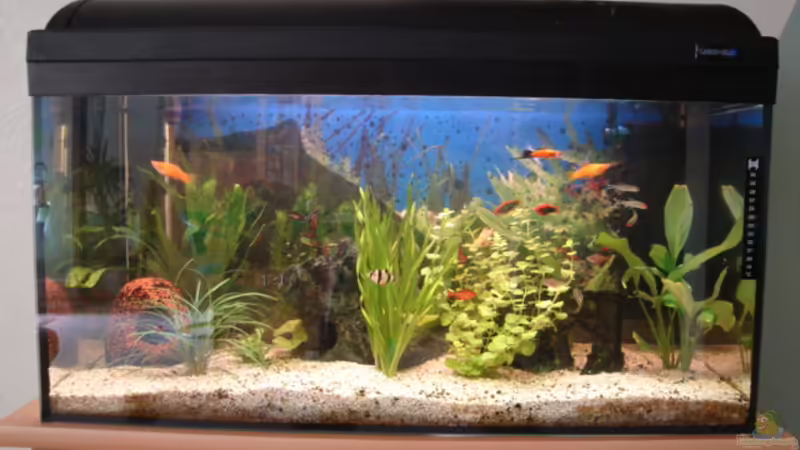 Aquarium Hauptansicht von Becken 3145 Aquarium Hauptansicht von Becken 3145