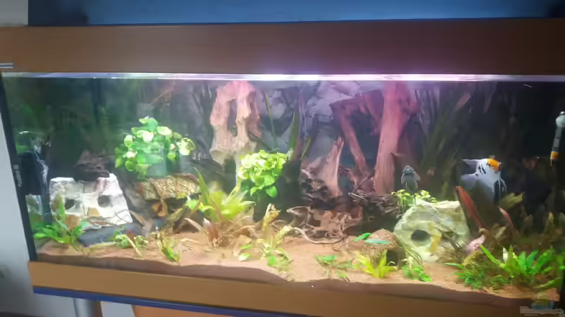 Aquarium Hauptansicht von Becken 31561 Aquarium Hauptansicht von Becken 31561