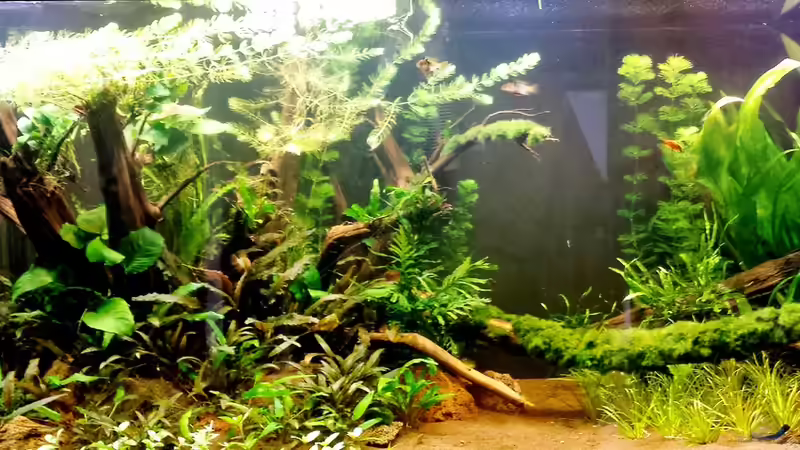 Aquarium Hauptansicht von Becken 31567 Aquarium Hauptansicht von Becken 31567