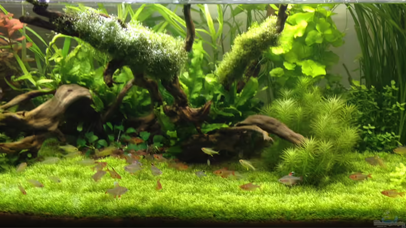 Aquarium Hauptansicht von Becken 31758 Aquarium Hauptansicht von Becken 31758