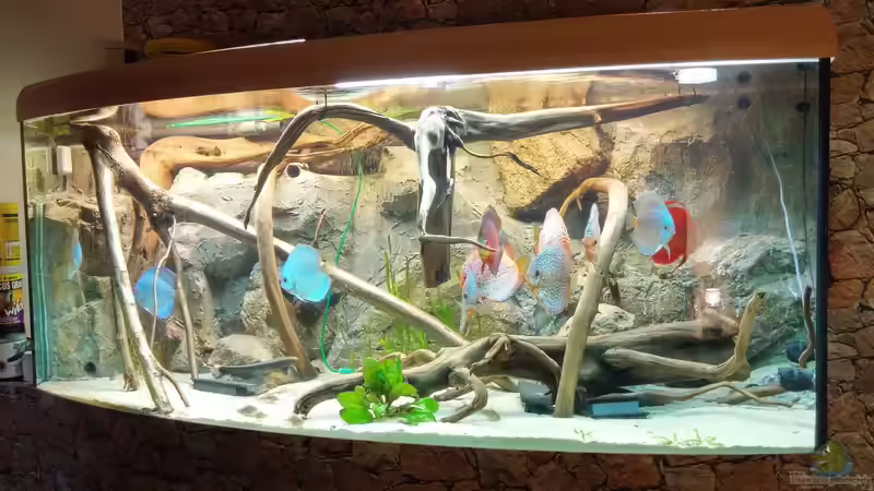 Aquarium Hauptansicht von Becken 31764 Aquarium Hauptansicht von Becken 31764