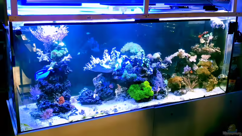 Aquarium Hauptansicht von Becken 31865 Aquarium Hauptansicht von Becken 31865