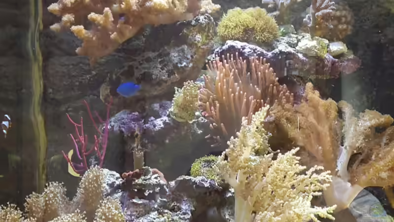 Aquarium Hauptansicht von Becken 31866 Aquarium Hauptansicht von Becken 31866