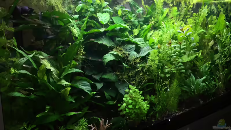 Aquarium Hauptansicht von Becken 31907 Aquarium Hauptansicht von Becken 31907