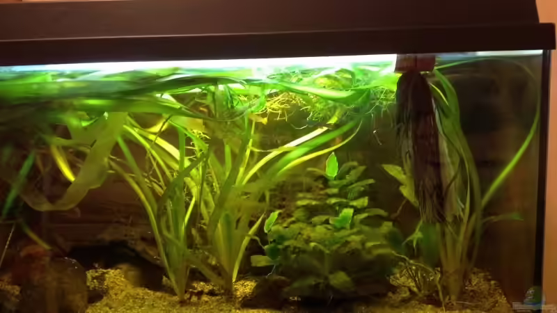 Aquarium Hauptansicht von Becken 31913 Aquarium Hauptansicht von Becken 31913