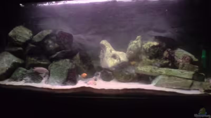 Aquarium Hauptansicht von Becken 3195 Aquarium Hauptansicht von Becken 3195