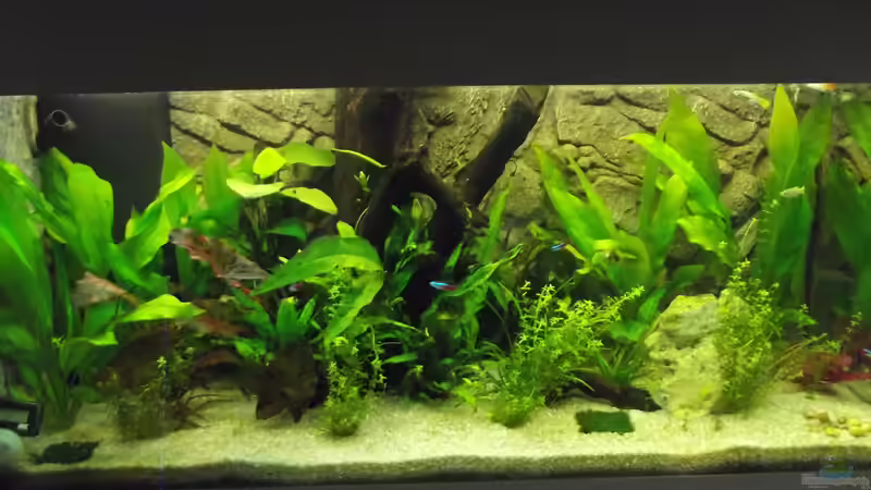 Aquarium Hauptansicht von Becken 31996 (IKEA-Rollbox) Aquarium Hauptansicht von Becken 31996 (IKEA-Rollbox)