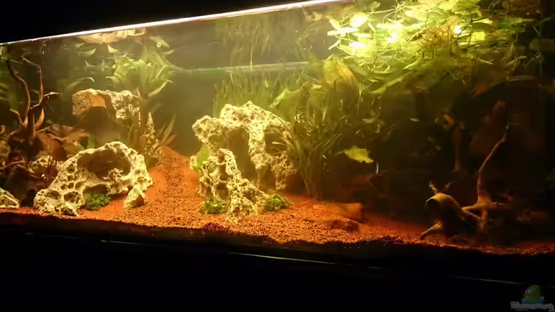 Aquarium Hauptansicht von Becken 32009 Aquarium Hauptansicht von Becken 32009