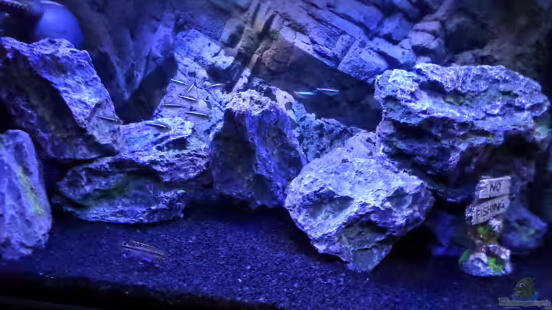 Aquarium Hauptansicht von Becken 32103 Aquarium Hauptansicht von Becken 32103