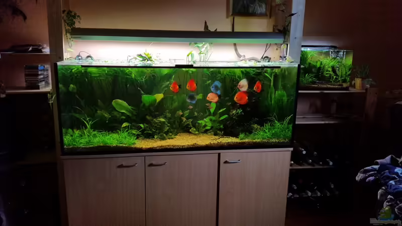 Aquarium Hauptansicht von Becken 32206 Aquarium Hauptansicht von Becken 32206