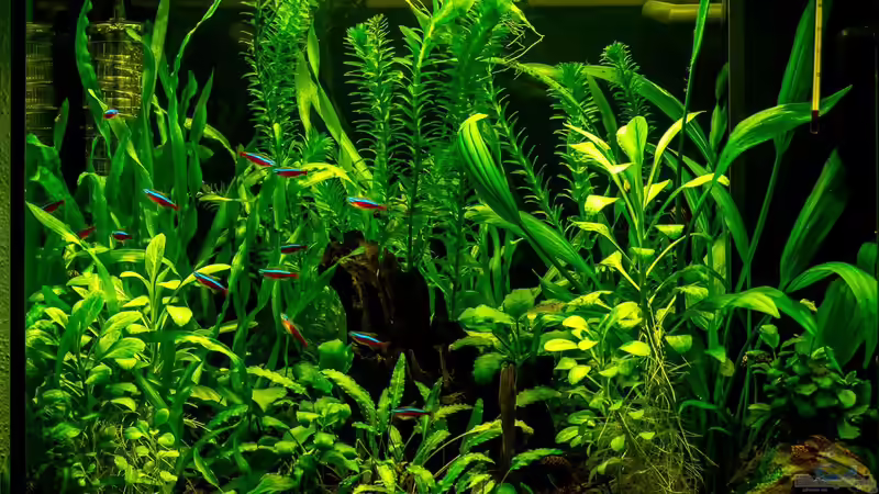 Aquarium Hauptansicht von Becken 32378 Aquarium Hauptansicht von Becken 32378