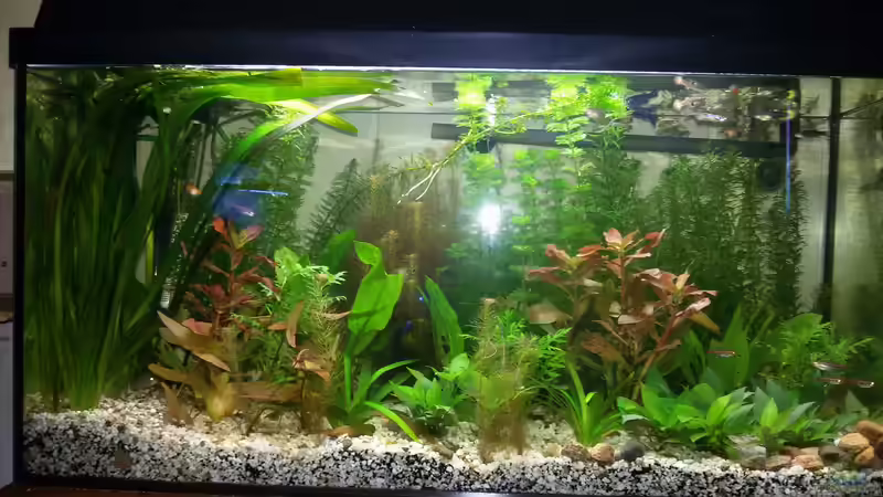 Aquarium Hauptansicht von Becken 32395 Aquarium Hauptansicht von Becken 32395