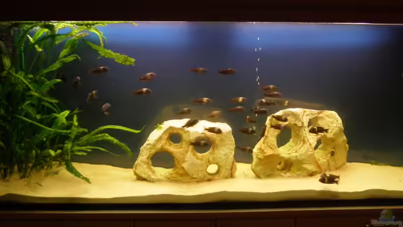 Aquarium Hauptansicht von Becken 3248 Aquarium Hauptansicht von Becken 3248