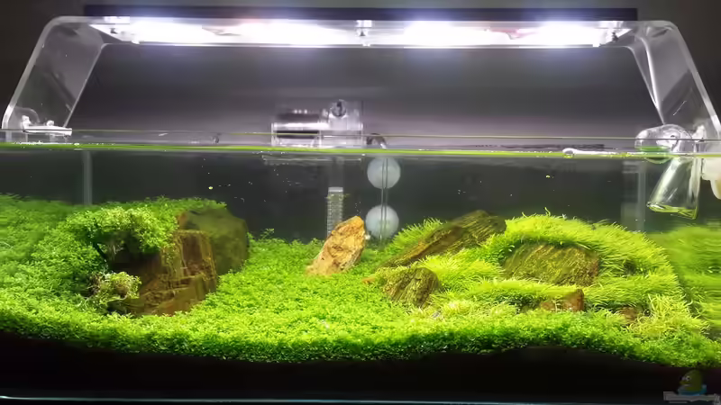 Aquarium Hauptansicht von Becken 32481 Aquarium Hauptansicht von Becken 32481