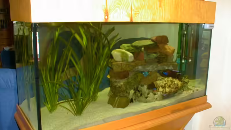 Aquarium Hauptansicht von Becken 325 Aquarium Hauptansicht von Becken 325