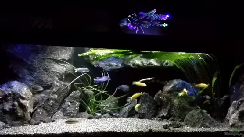 Aquarium Hauptansicht von Becken 32689 Aquarium Hauptansicht von Becken 32689