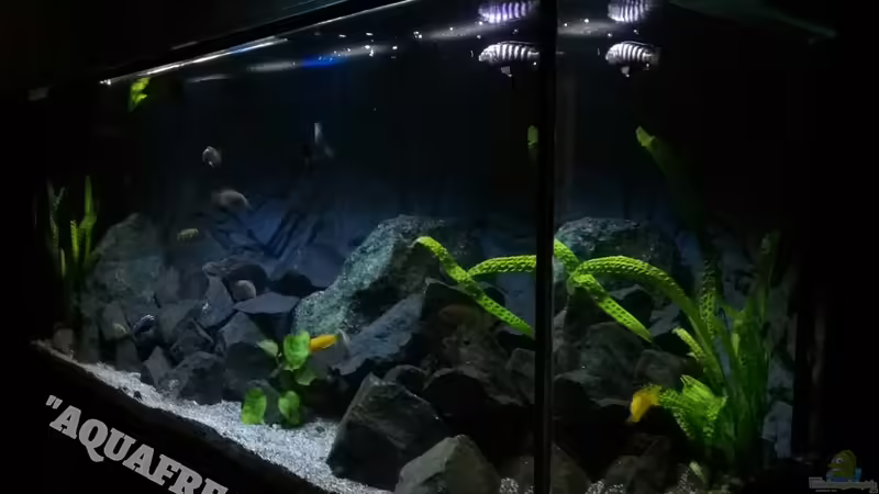 Aquarium Hauptansicht von Becken 32694 Aquarium Hauptansicht von Becken 32694