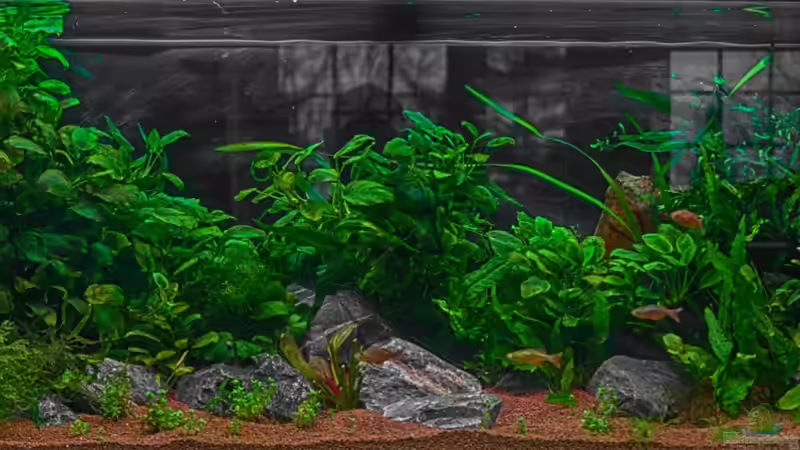 Aquarium Hauptansicht von Becken 32706 Aquarium Hauptansicht von Becken 32706