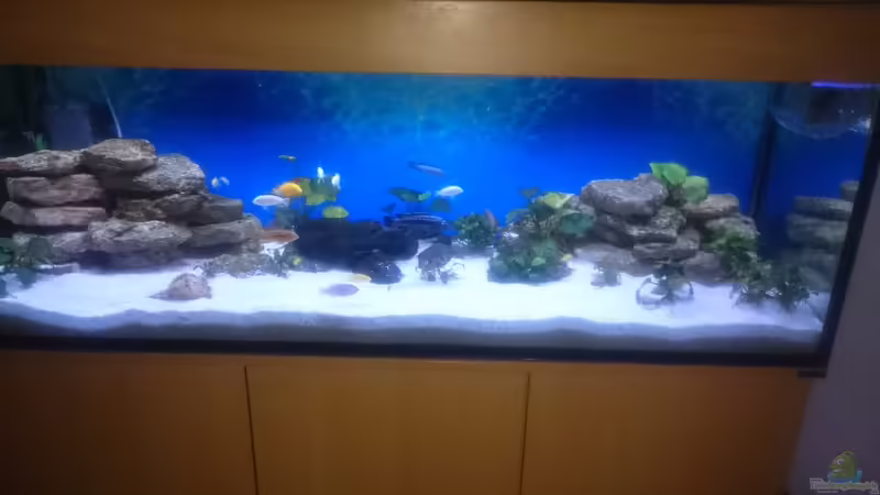 Aquarium Hauptansicht von Becken 32797 Aquarium Hauptansicht von Becken 32797