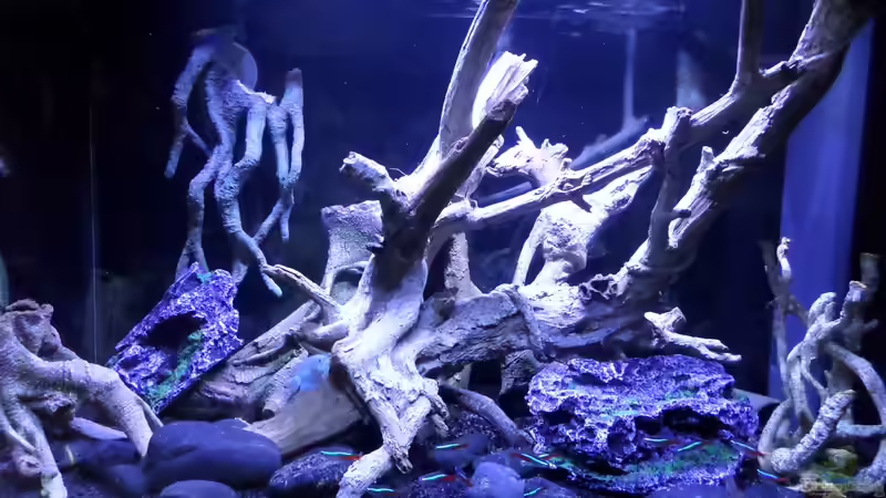 Aquarium Hauptansicht von Becken 32838 Aquarium Hauptansicht von Becken 32838