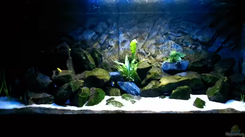 Aquarium Hauptansicht von Becken 32905 Aquarium Hauptansicht von Becken 32905