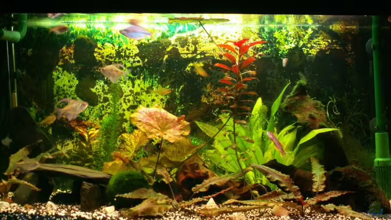 Aquarium Hauptansicht von Becken 3297 Aquarium Hauptansicht von Becken 3297