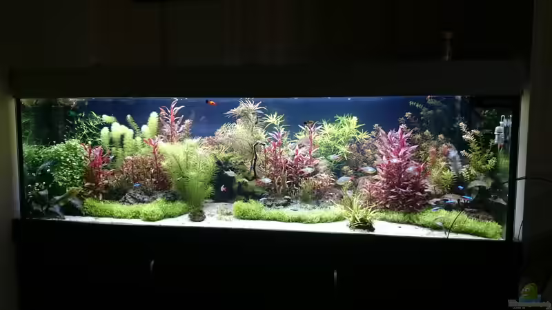 Aquarium Hauptansicht von Becken 33025 Aquarium Hauptansicht von Becken 33025