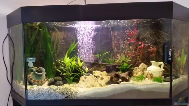 Aquarium Hauptansicht von Becken 33056 Aquarium Hauptansicht von Becken 33056