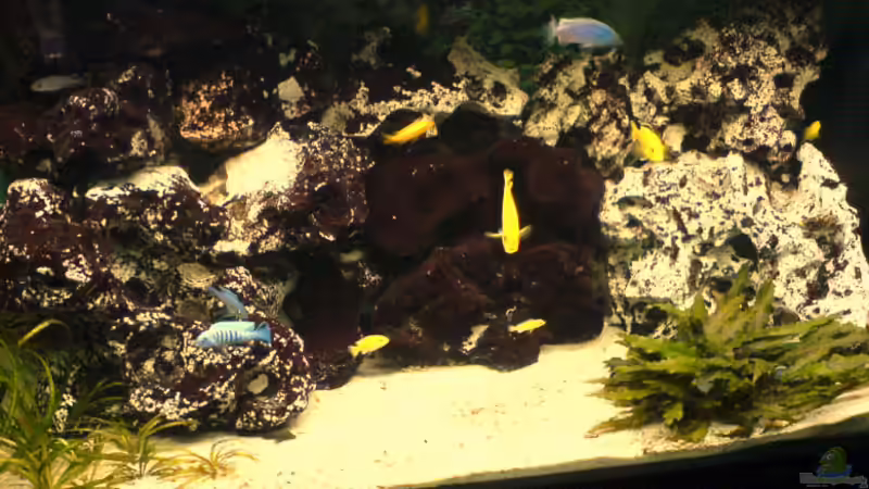 Aquarium Hauptansicht von Becken 3314 Aquarium Hauptansicht von Becken 3314