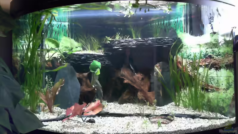 Aquarium Hauptansicht von Becken 33140 Aquarium Hauptansicht von Becken 33140