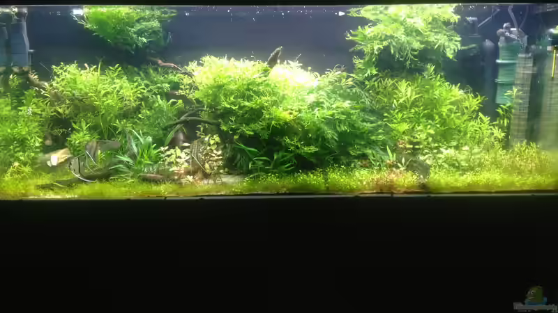 Aquarium Hauptansicht von Becken 33273 (aufgelöst) Aquarium Hauptansicht von Becken 33273 (aufgelöst)