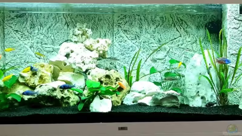 Aquarium Hauptansicht von Becken 33281 Aquarium Hauptansicht von Becken 33281