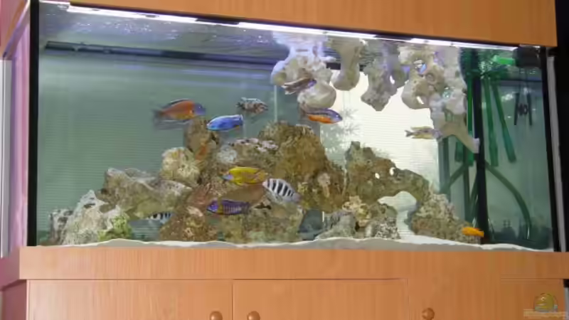 Aquarium Hauptansicht von Becken 333 Aquarium Hauptansicht von Becken 333