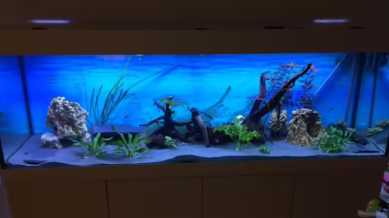 Aquarium Hauptansicht von Becken 33307 Aquarium Hauptansicht von Becken 33307